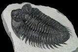 Coltraneia Trilobite Fossil - Huge Faceted Eyes #153974-4